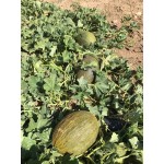 Фіона F1 1000 насіння овальної дині тип П'єль де Сапо, Libra Seeds, Туреччина